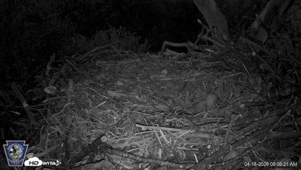 Hanover Eagles Live Cam - Apr 18, 2026, 6:06am EDT