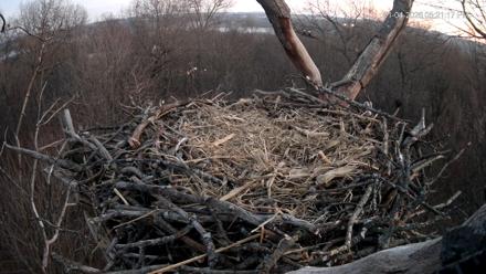 Hanover Eagles Live Cam - Jan 4, 2026, 5:22pm EST