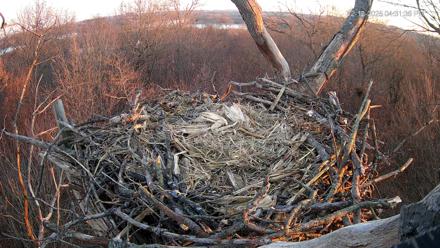 Hanover Eagles Live Cam - Dec 12, 2025, 4:32pm EST