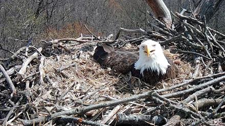 Hanover Eagles Live Cam - Apr 6, 2026, 2:16pm EDT