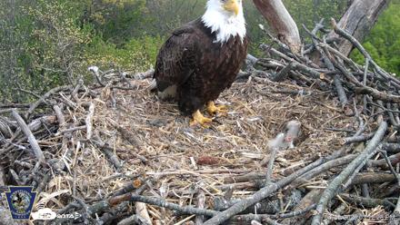 Hanover Eagles Live Cam - Apr 20, 2026, 3:12pm EDT