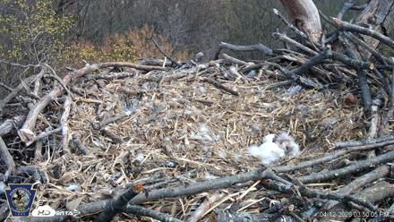 Hanover Eagles Live Cam - Apr 12, 2026, 3:51pm EDT