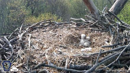 Hanover Eagles Live Cam - Apr 16, 2026, 9:49am EDT