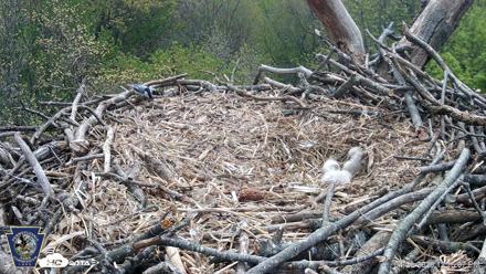 Hanover Eagles Live Cam - Apr 20, 2026, 12:16pm EDT