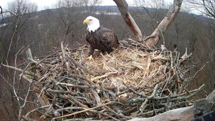 Hanover Eagles Live Cam - Dec 23, 2025, 1:05pm EST