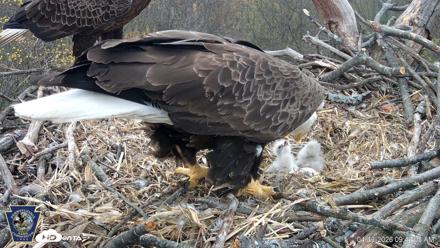 Hanover Eagles Live Cam - Apr 13, 2026, 9:41am EDT