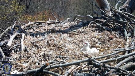 Hanover Eagles Live Cam - Apr 12, 2026, 1:24pm EDT