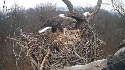 Hanover Eagles Live Cam - Dec 6, 2025, 11:04am EST