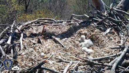Hanover Eagles Live Cam - Apr 14, 2026, 12:41pm EDT