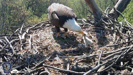 Hanover Eagles Live Cam - Apr 18, 2026, 10:42am EDT
