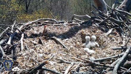 Hanover Eagles Live Cam - Apr 14, 2026, 12:42pm EDT