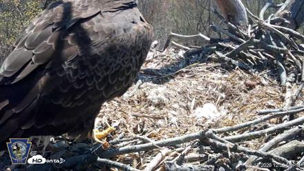 Hanover Eagles Live Cam - Apr 12, 2026, 12:54pm EDT