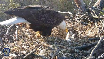 Hanover Eagles Live Cam - Apr 14, 2026, 8:09am EDT