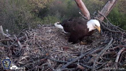 Hanover Eagles Live Cam - Apr 20, 2026, 8:17pm EDT