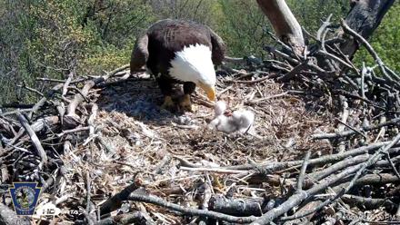Hanover Eagles Live Cam - Apr 17, 2026, 2:36pm EDT