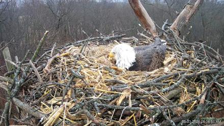 Hanover Eagles Live Cam - Mar 3, 2026, 8:06am EST