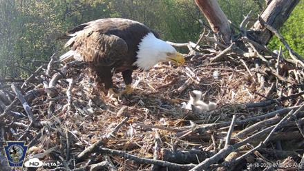 Hanover Eagles Live Cam - Apr 18, 2026, 7:59am EDT