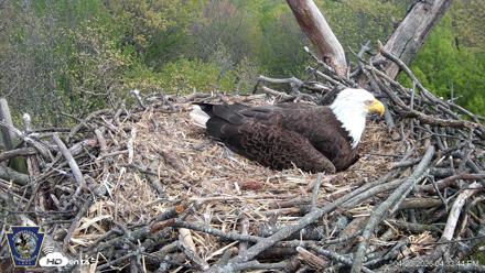 Hanover Eagles Live Cam - Apr 20, 2026, 4:34pm EDT