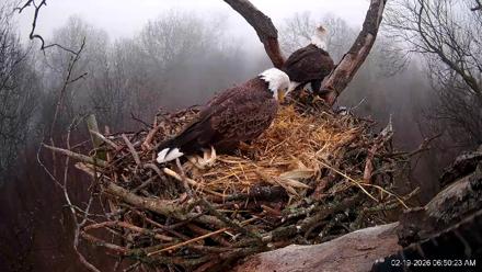 Hanover Eagles Live Cam - Feb 19, 2026, 6:50am EST