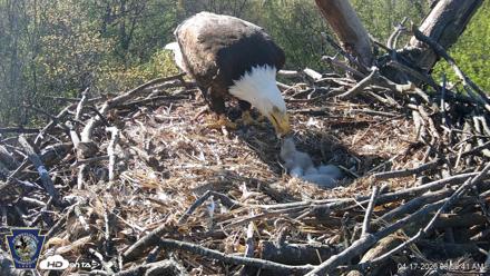 Hanover Eagles Live Cam - Apr 17, 2026, 8:57am EDT