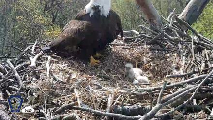 Hanover Eagles Live Cam - Apr 16, 2026, 10:49am EDT