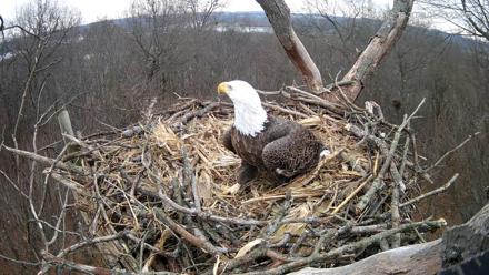 Hanover Eagles Live Cam - Dec 10, 2025, 1:06pm EST