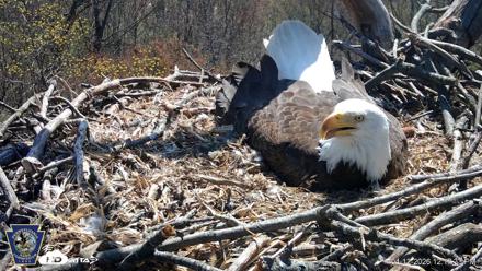 Hanover Eagles Live Cam - Apr 12, 2026, 12:18pm EDT