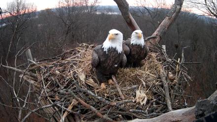 Hanover Eagles Live Cam - Dec 10, 2025, 7:13am EST