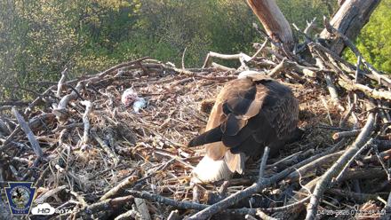 Hanover Eagles Live Cam - Apr 20, 2026, 7:52am EDT