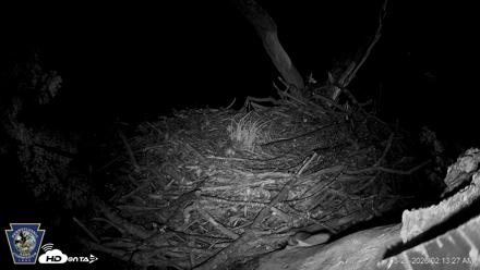 Hanover Eagles Live Cam - May 26, 2026, 2:13am EDT