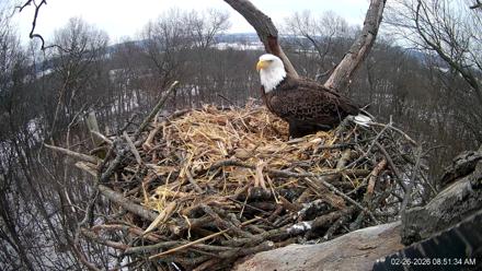 Hanover Eagles Live Cam - Feb 26, 2026, 8:52am EST
