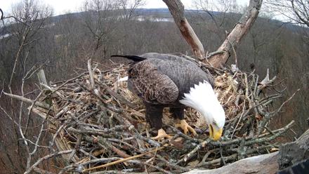 Hanover Eagles Live Cam - Dec 23, 2025, 12:34pm EST