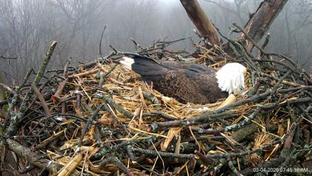 Hanover Eagles Live Cam - Mar 4, 2026, 7:46am EST