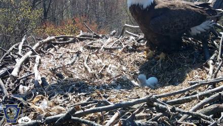 Hanover Eagles Live Cam - Apr 12, 2026, 11:22am EDT