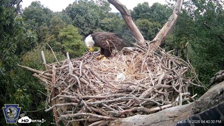 Hanover Eagles Live Cam - Sep 18, 2026, 4:41pm EDT