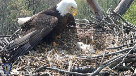 Hanover Eagles Live Cam - Apr 16, 2026, 11:02am EDT