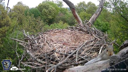 Hanover Eagles Live Cam - Apr 29, 2026, 7:51am EDT