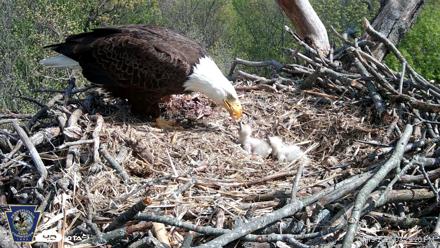 Hanover Eagles Live Cam - Apr 19, 2026, 3:29pm EDT