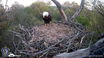 Hanover Eagles Live Cam - Apr 21, 2026, 7:43pm EDT