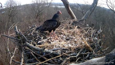 Hanover Eagles Live Cam - Jan 22, 2026, 1:47pm EST