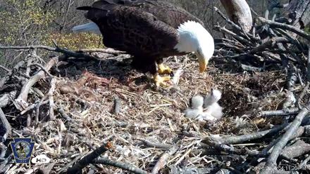 Hanover Eagles Live Cam - Apr 13, 2026, 4:11pm EDT