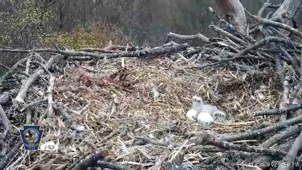 Hanover Eagles Live Cam - Apr 13, 2026, 2:54pm EDT