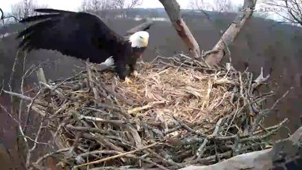 Hanover Eagles Live Cam - Dec 23, 2025, 12:53pm EST