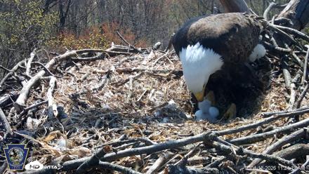 Hanover Eagles Live Cam - Apr 12, 2026, 11:24am EDT