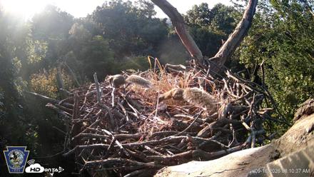 Hanover Eagles Live Cam - Sep 16, 2026, 8:11am EDT