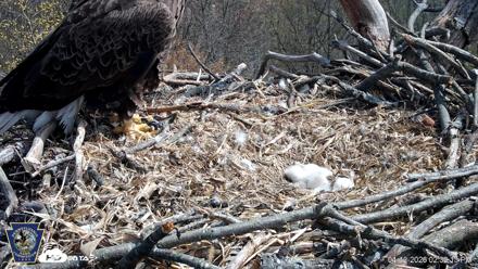 Hanover Eagles Live Cam - Apr 12, 2026, 2:32pm EDT