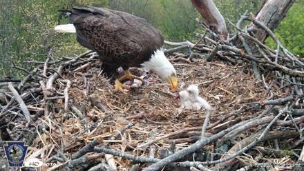 Hanover Eagles Live Cam - Apr 19, 2026, 12:54pm EDT