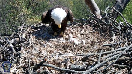 Hanover Eagles Live Cam - Apr 17, 2026, 2:39pm EDT