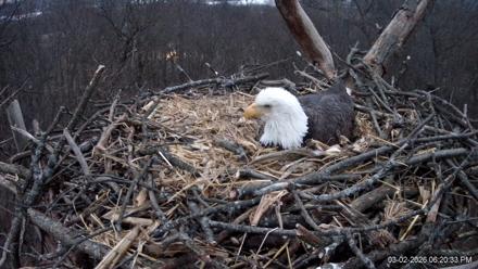 Hanover Eagles Live Cam - Mar 2, 2026, 6:21pm EST