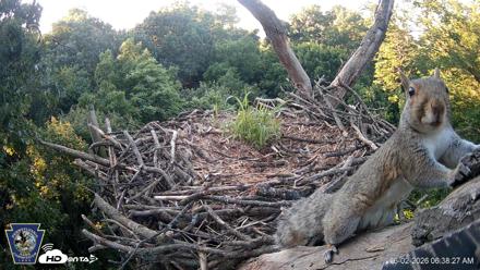 Hanover Eagles Live Cam - Jun 2, 2026, 6:39am EDT